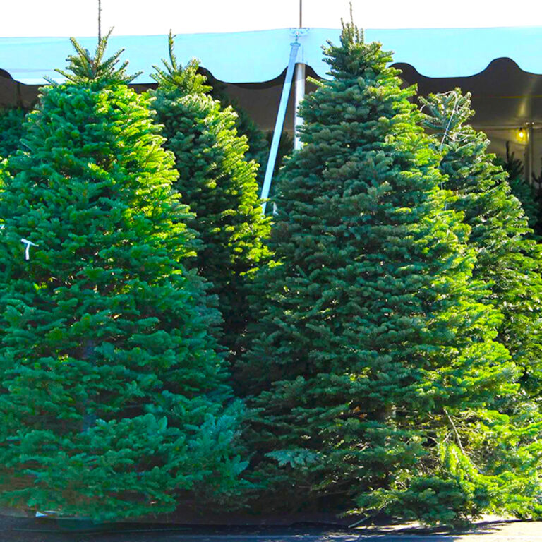 Newport Dunes Christmas Tree Lot Find Your Perfect Fresh Tree!